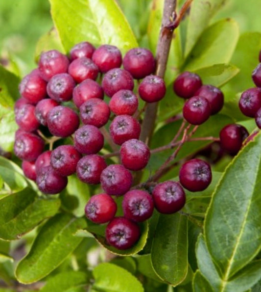 Sorbaronia fallax clusters of ripe red berries with glossy green leaves close-up