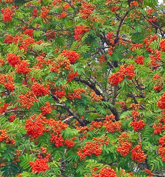 Sorbus aucuparia grappoli vivaci di bacche arancione-rosso con foglie pinnate verdi