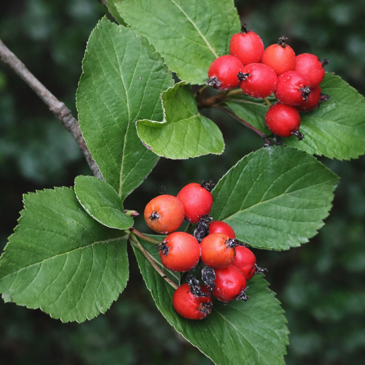 Sorbus chamaemespilus bright red berries with serrated green leaves close-up