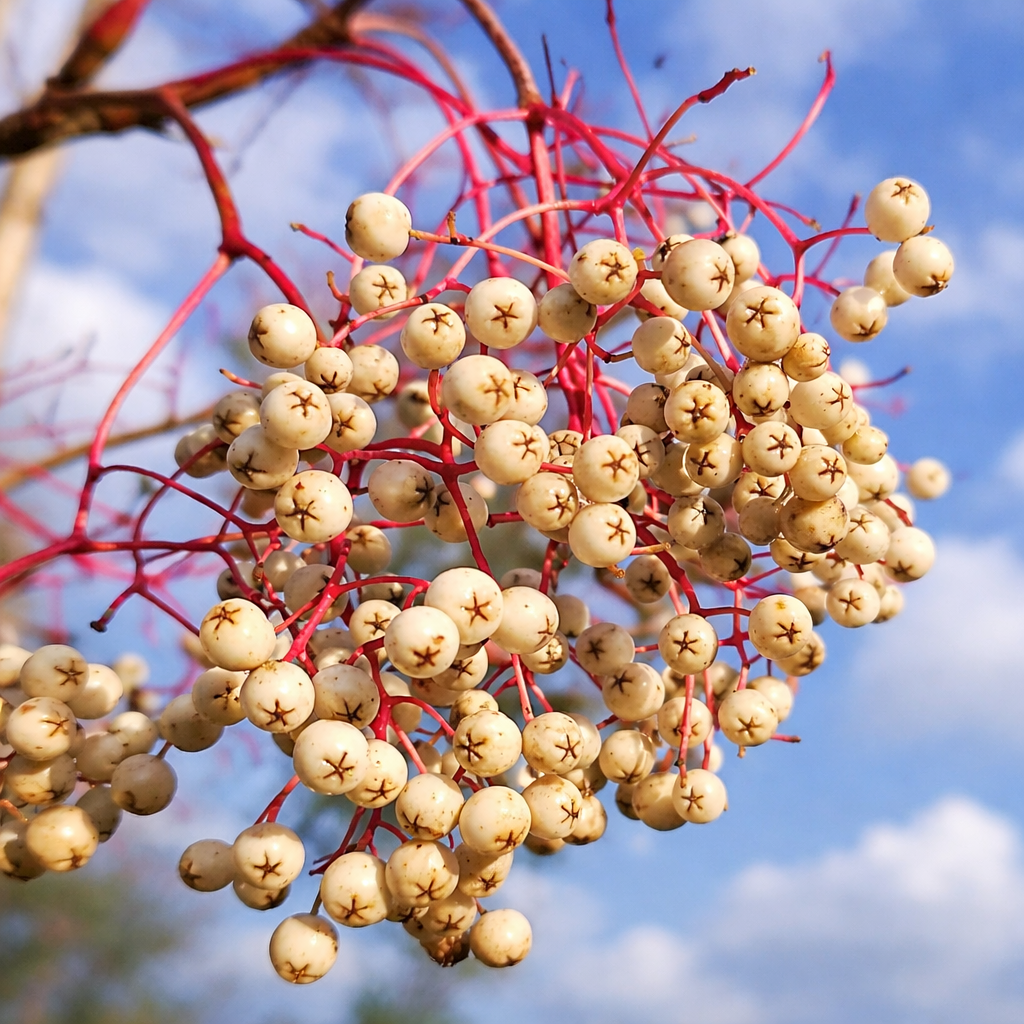 Sorbus discolor 35-70cm | Chinese whitebeam | Discolor rowan