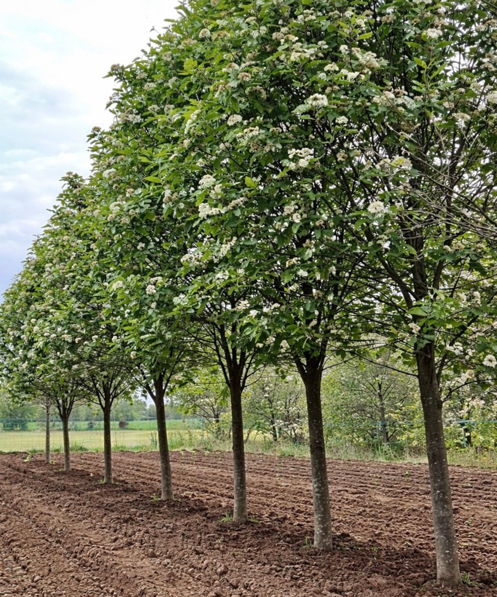 Sorbus thuringiaca FASTIGIATA 30-60cm | Thuringian whitebeam