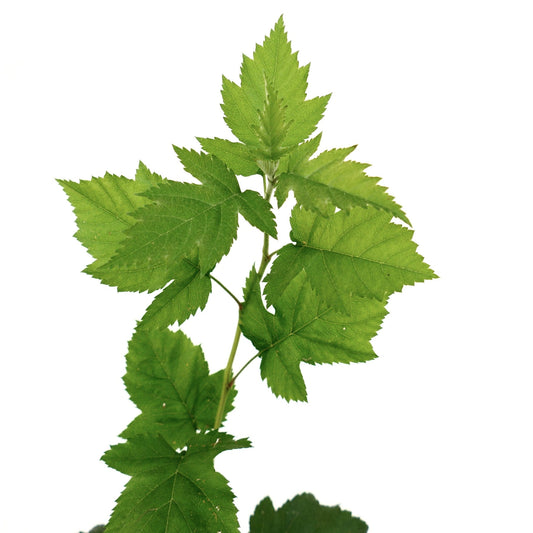 Sorbus torminalis green serrated leaves on branch against white background