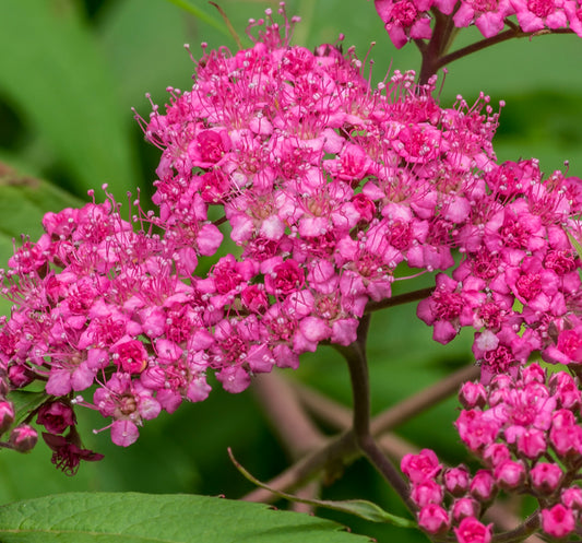 Spirea japonica bright pink clustered flowers with delicate stamens and green leaves