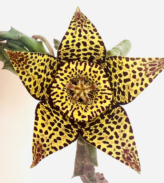 Stapelia (sin. Orbea) variegata 10-15cm | Starfish flower