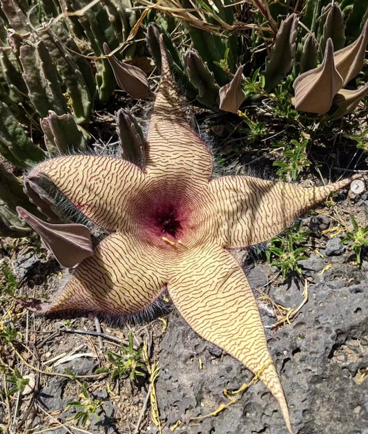 Fiore succulento a stella grande Stapelia gigantea con bordi pelosi e motivo a strisce