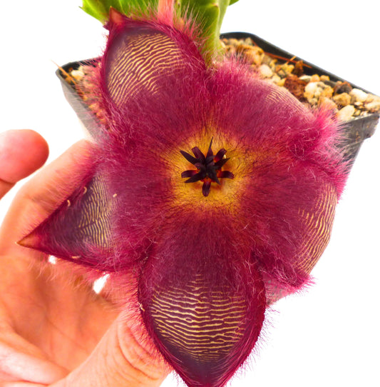 Stapelia hirsuta 5-8cm | Carrion flower | Starfish plant