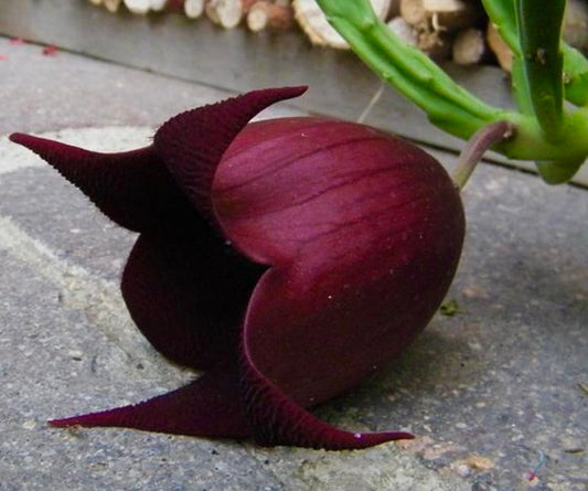 Fiore succulento a forma di stella di Stapelia leendertziae di colore viola scuro con petali texturizzati
