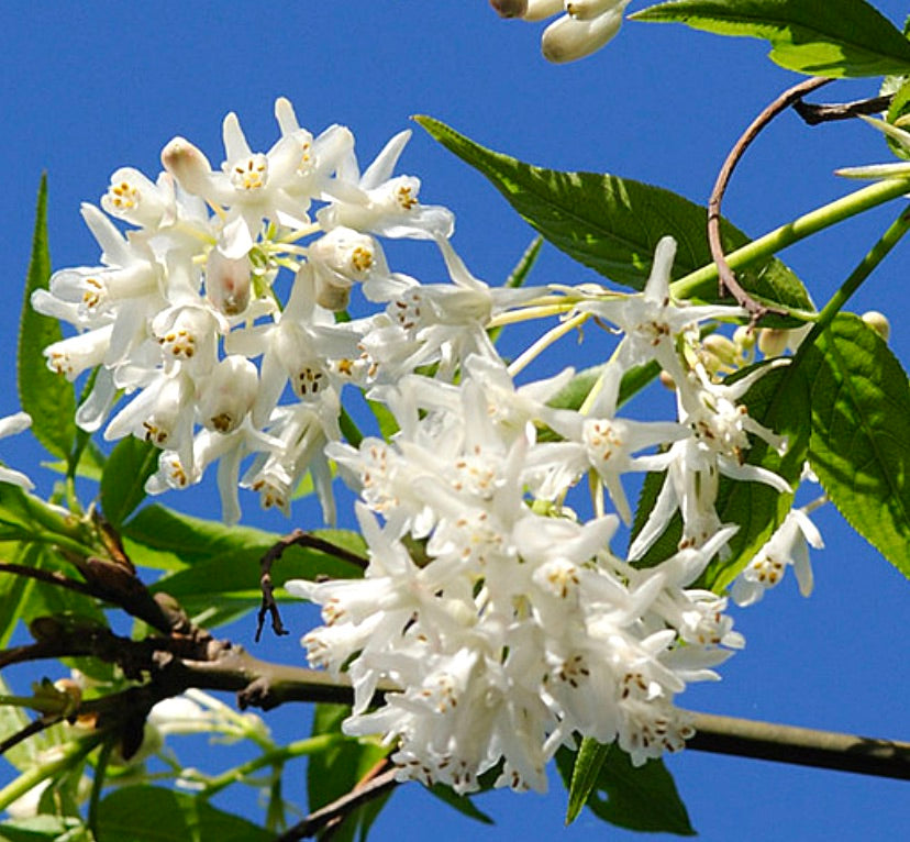 Staphylea colchica white tubular flowers with green leaves against blue sky background