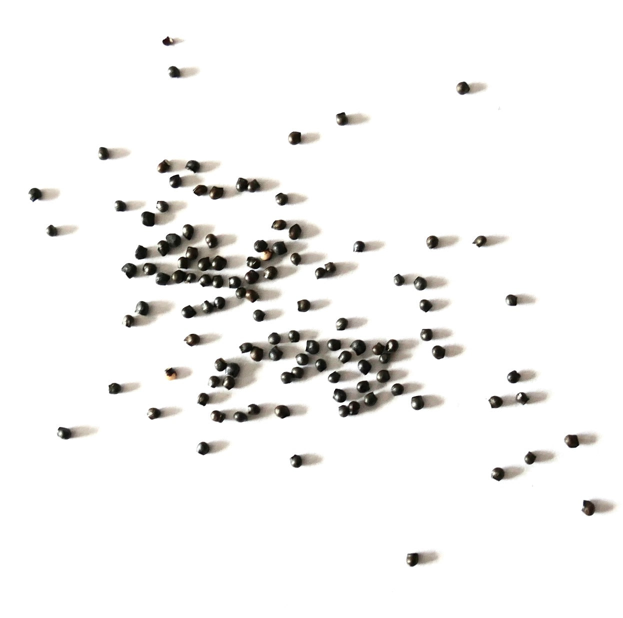 Stenocactus pentacanthus small dark cactus seeds scattered on white background