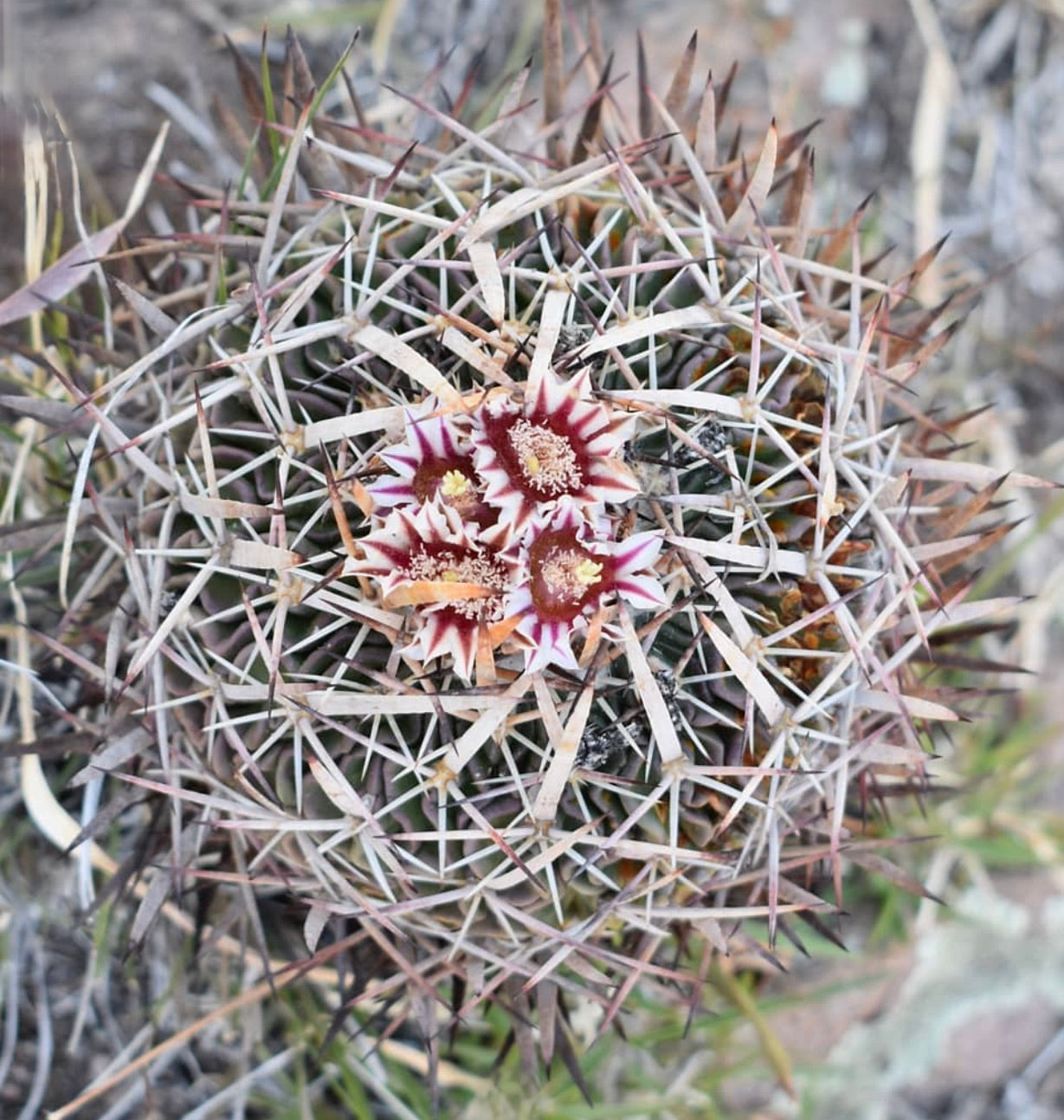 Stenocactus pentacanthus cactus con spine dense e piccoli fiori rosa striati