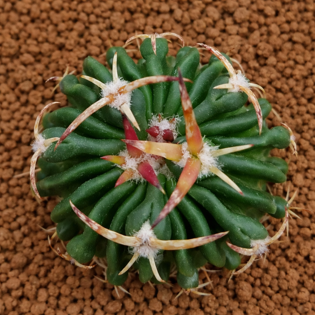 Stenocactus phyllacanthus var. hookeri rare succulent cactus with curved spines and ribbed green body
