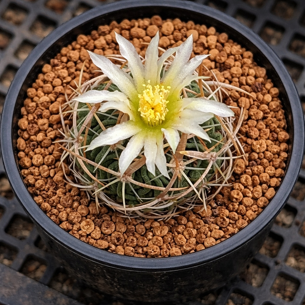 Stenocactus tricuspidatus small cactus with white-yellow flower and curved spines in black pot