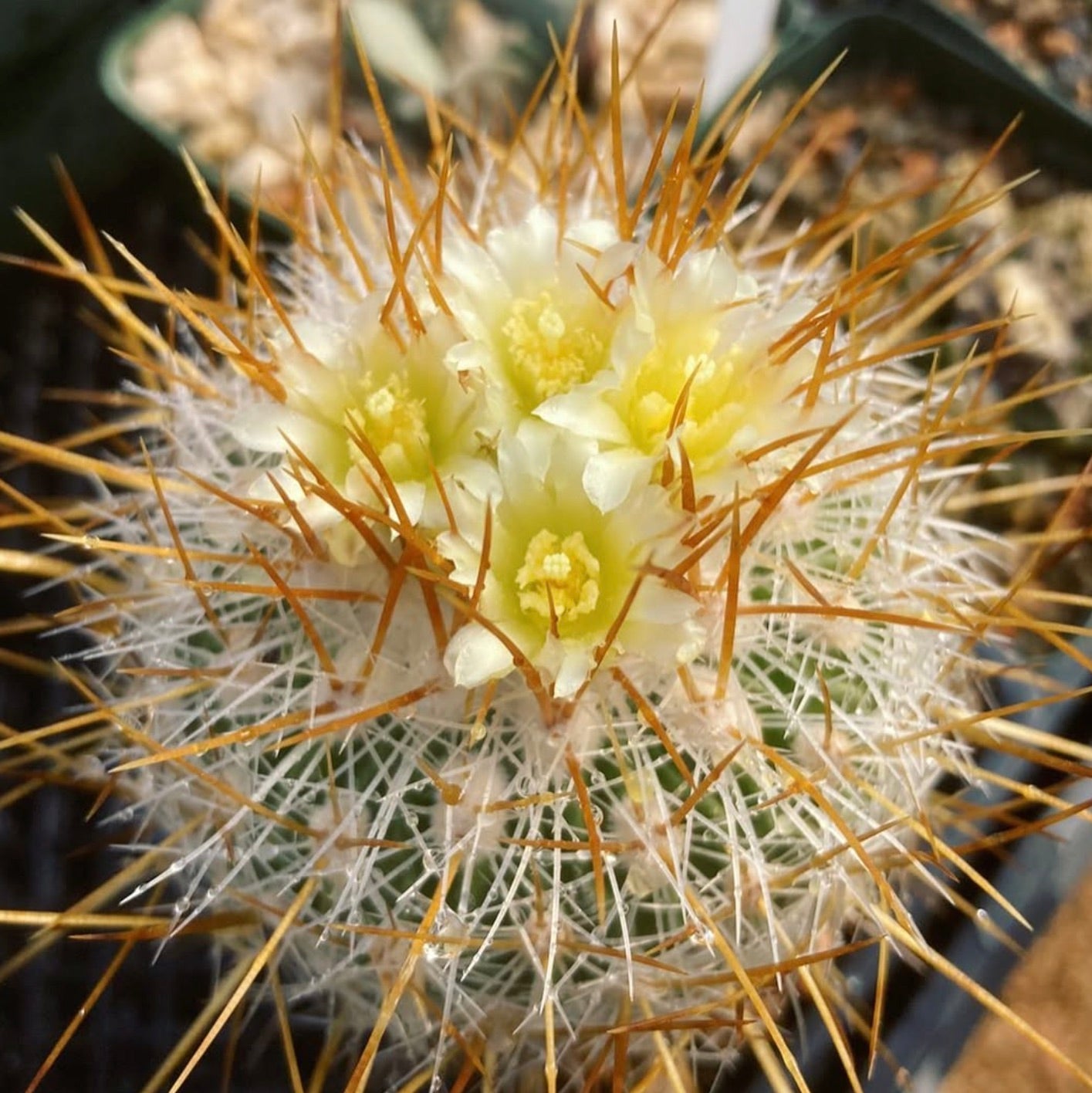 Stenocactus vaupelianus cactus with yellow flowers and long orange spines close-up