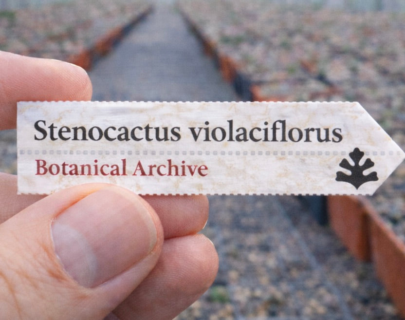 Printed plant label for Stenocactus violaciflorus held in hand with nursery background