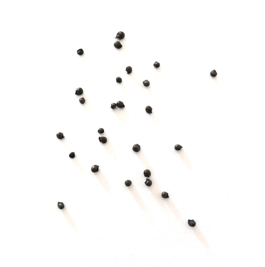 Stenocactus violaciflorus small dark cactus seeds scattered on white background
