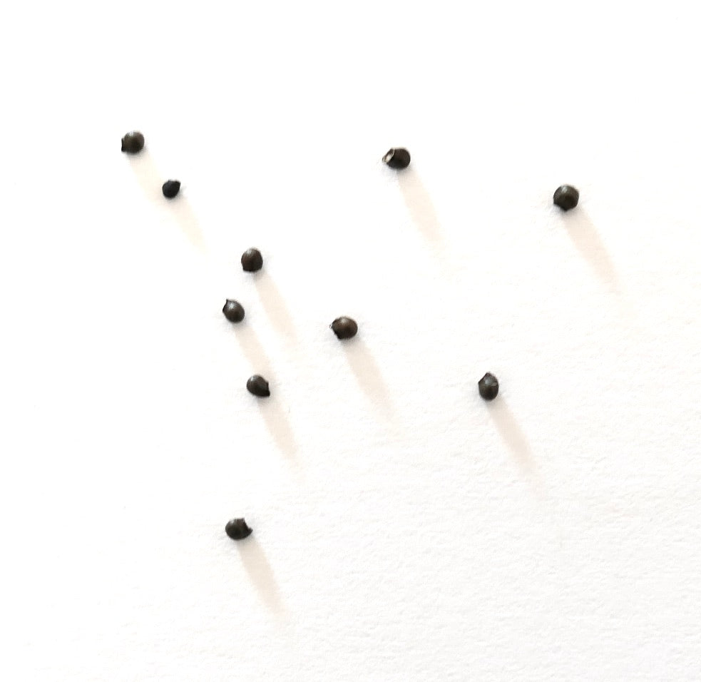 Stenocactus violaciflorus small dark cactus seeds on white background