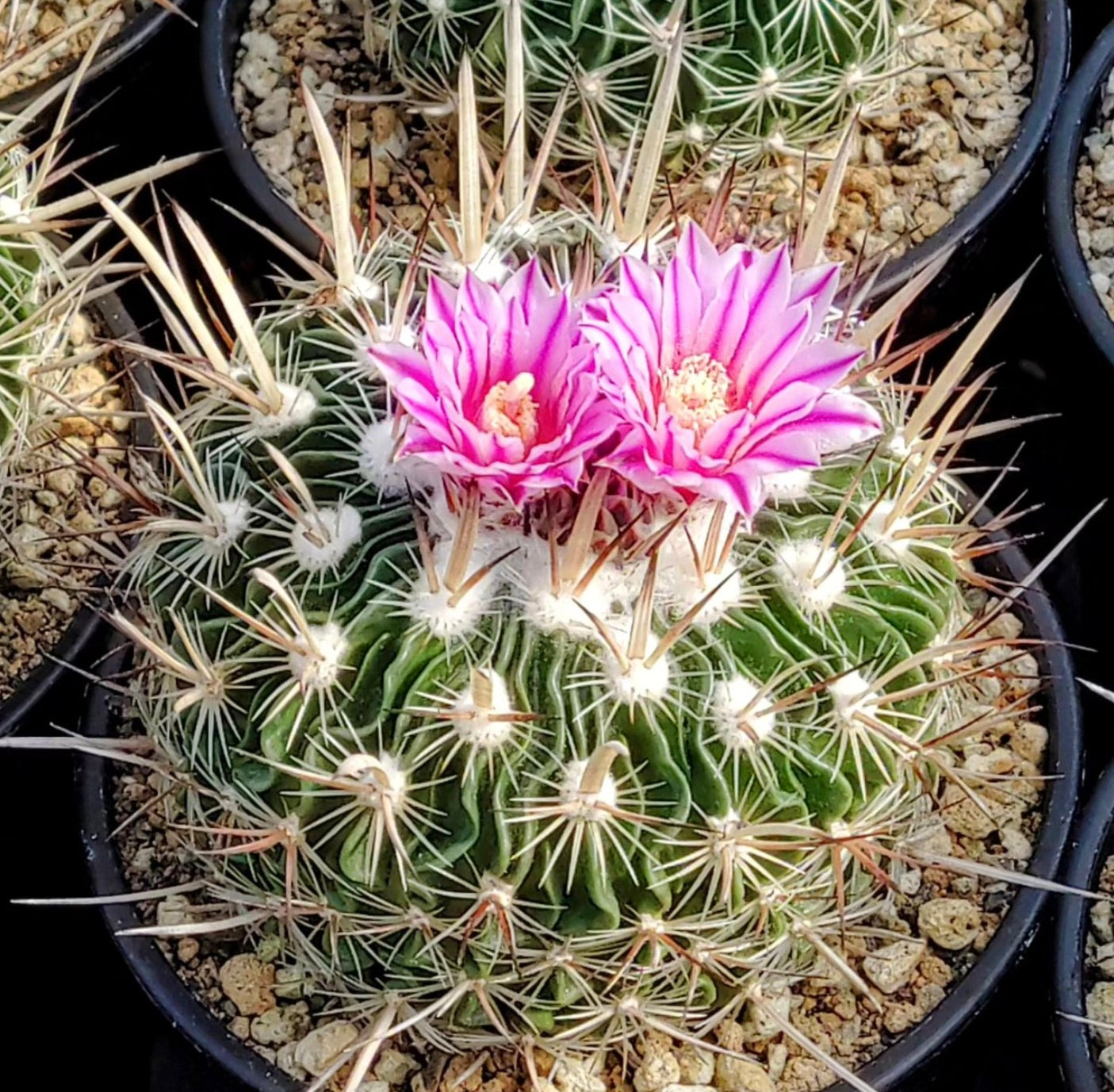 Cactus Stenocactus zacatecasensis con corpo verde costolato, spine lunghe e fiori rosa in vaso