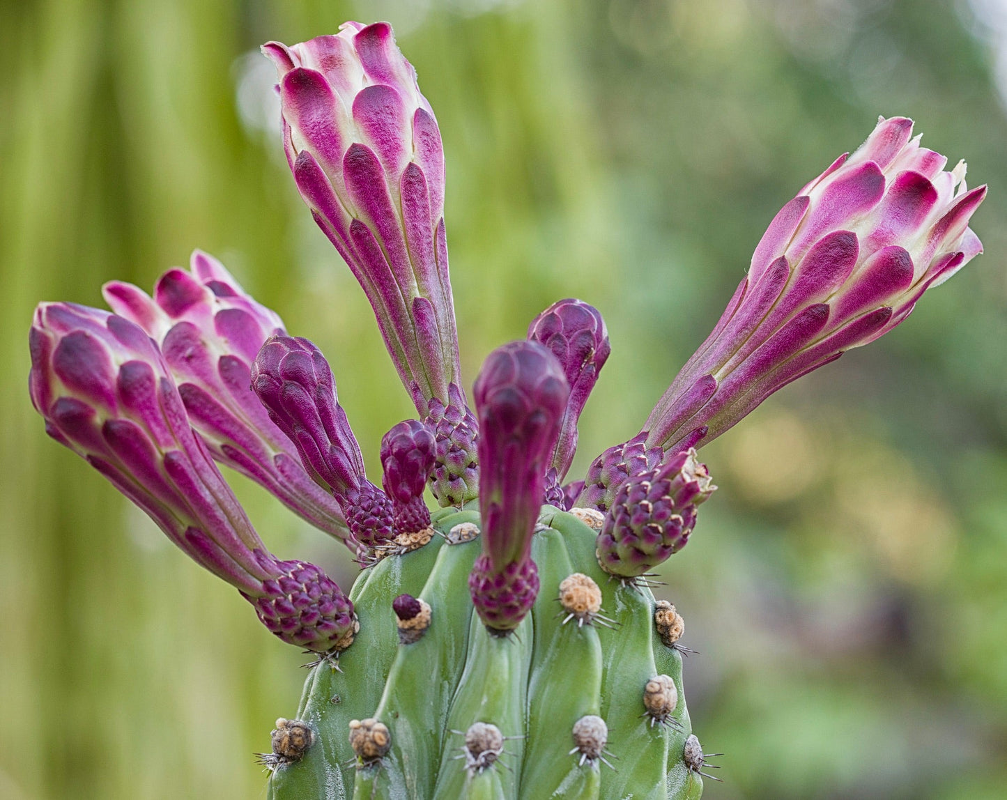 Stenocereus fimbriatus cactus with vibrant purple-pink flower buds and green ribbed stem