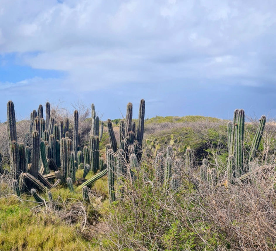 Cluster alto di cactus colonnari Stenocereus griseus in paesaggio arido sotto un cielo azzurro