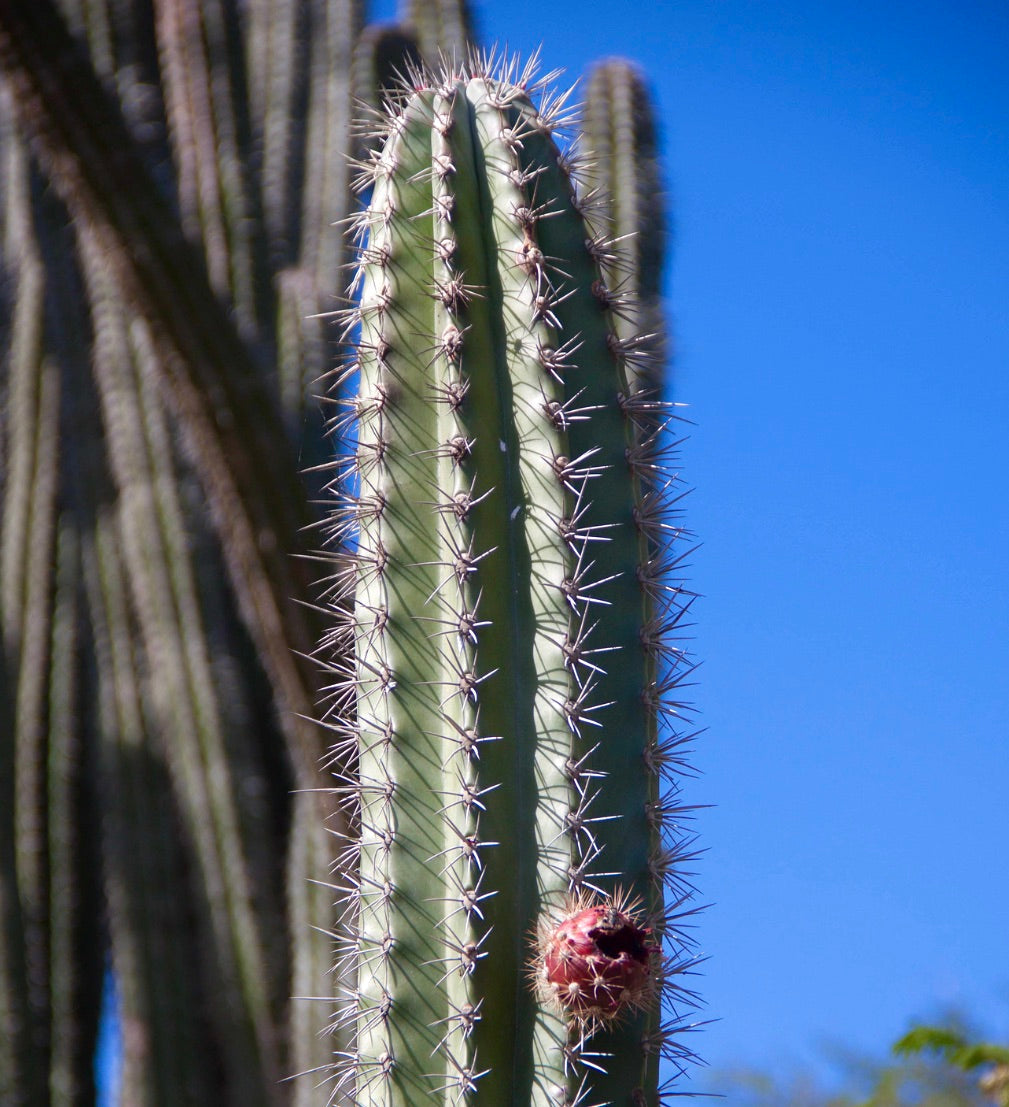 Stenocereus griseus tall green cactus with sharp spines and red fruit under blue sky