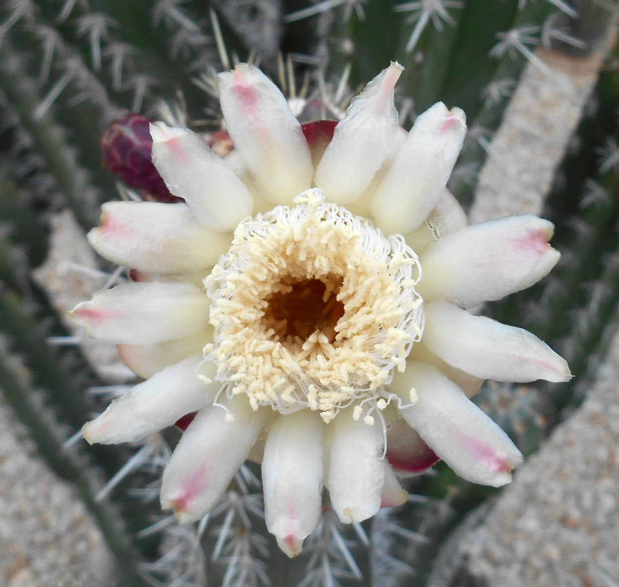 Stenocereus huastecorum cactus with white tubular flower and pink tips blooming
