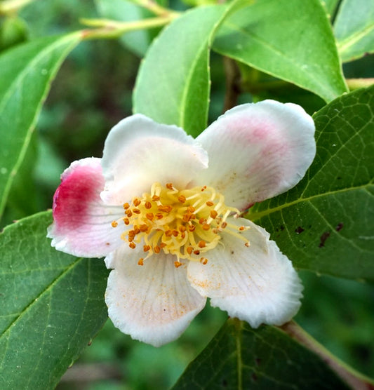 Stewartia rostrata delicate white flower with pink blush and yellow stamens among green leaves