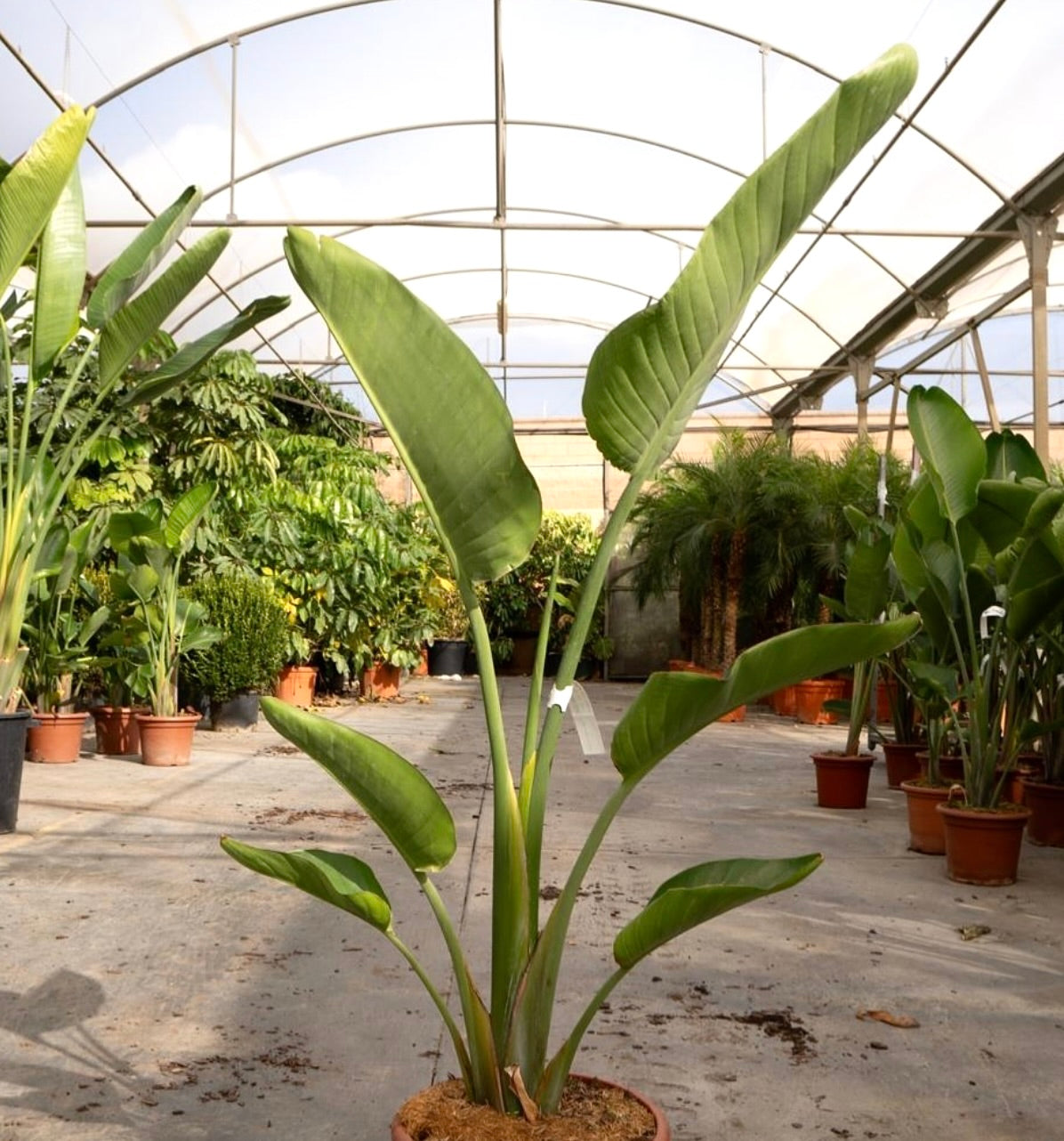 Strelitzia augusta large tropical plant with broad green leaves in a nursery pot
