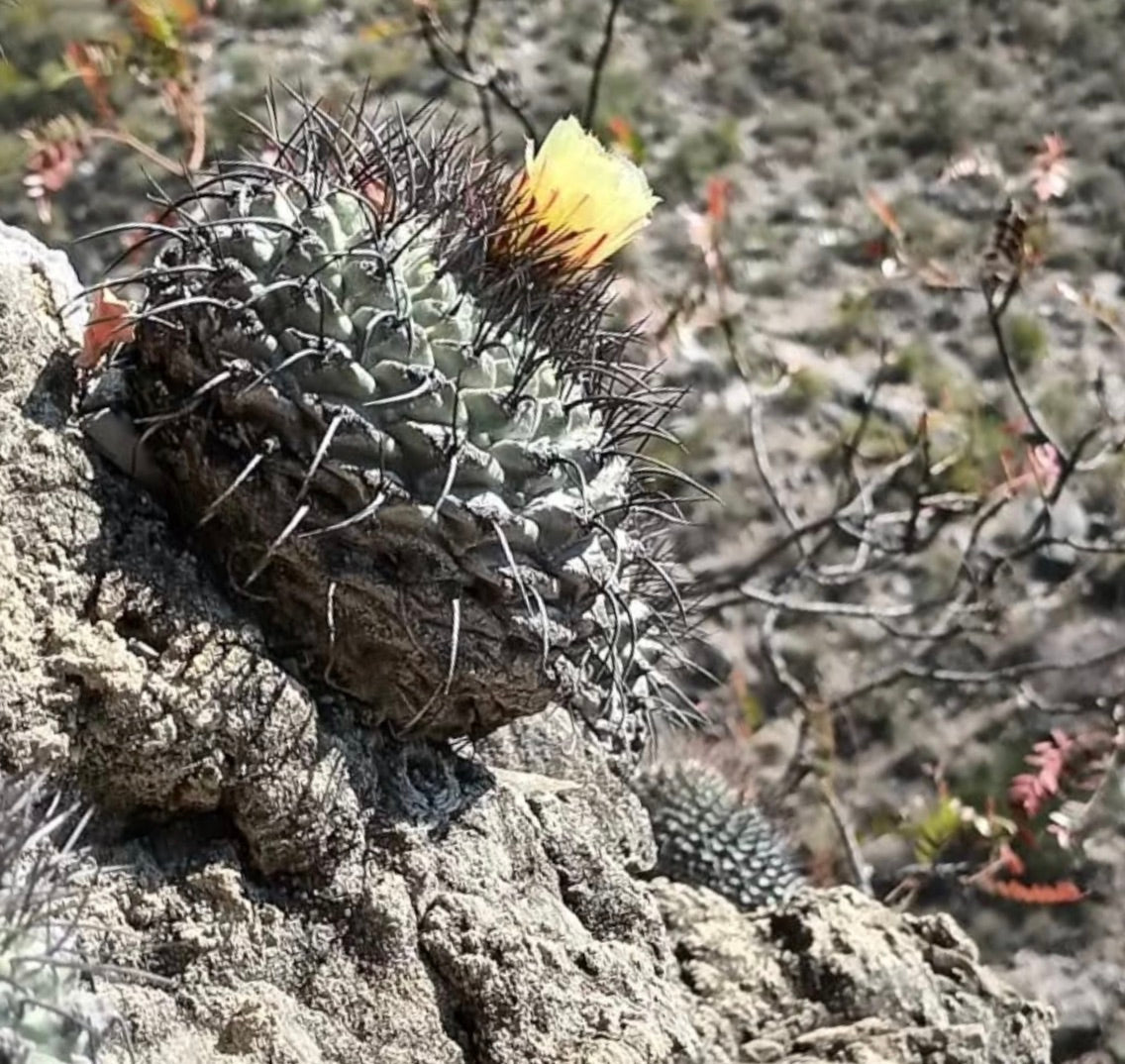 Strombocactus corregidorae raro cactus con spine dense e fiore giallo su terreno roccioso
