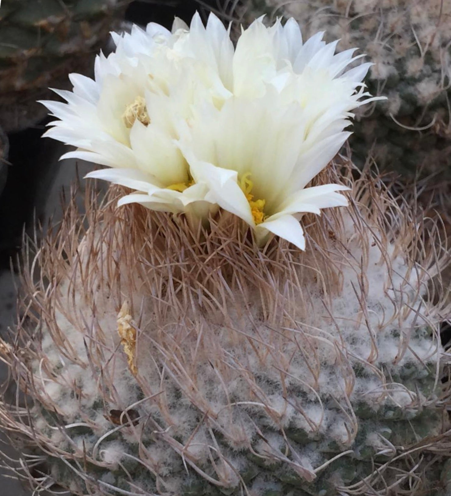 Strombocactus jarmilae rare cactus with white flowers and dense spines