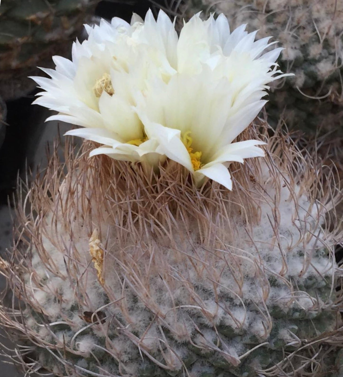 Strombocactus jarmilae cactus with white flowers and dense spines on woolly surface