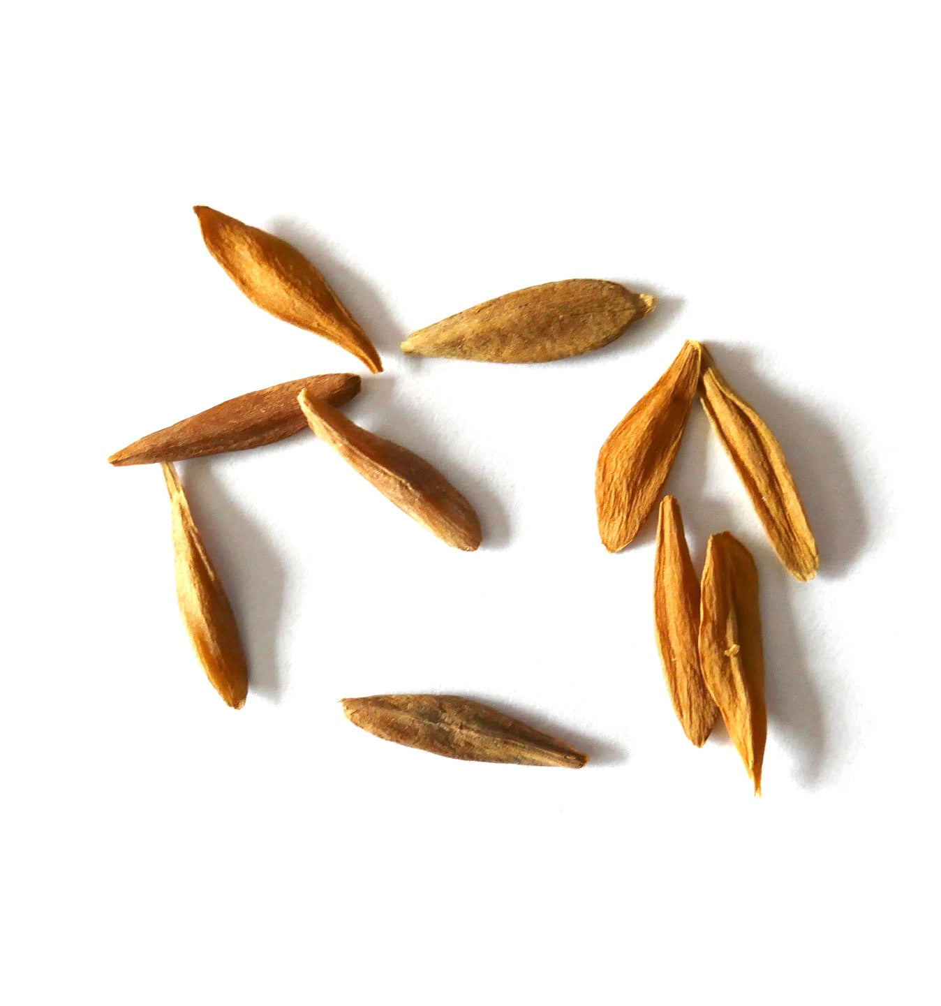 Strophtanthus gratus dried seeds on white background for planting