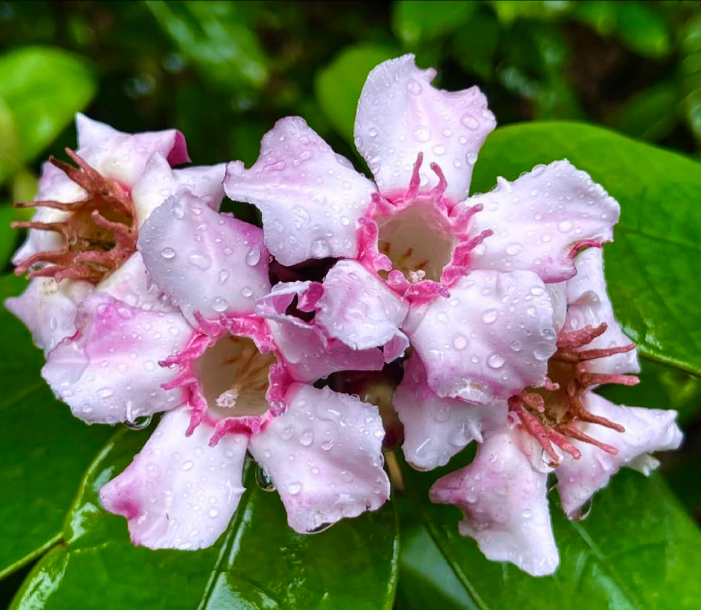 Gruppo di fiori a forma di tromba rosa e bianchi di Strophtanthus gratus con gocce d'acqua