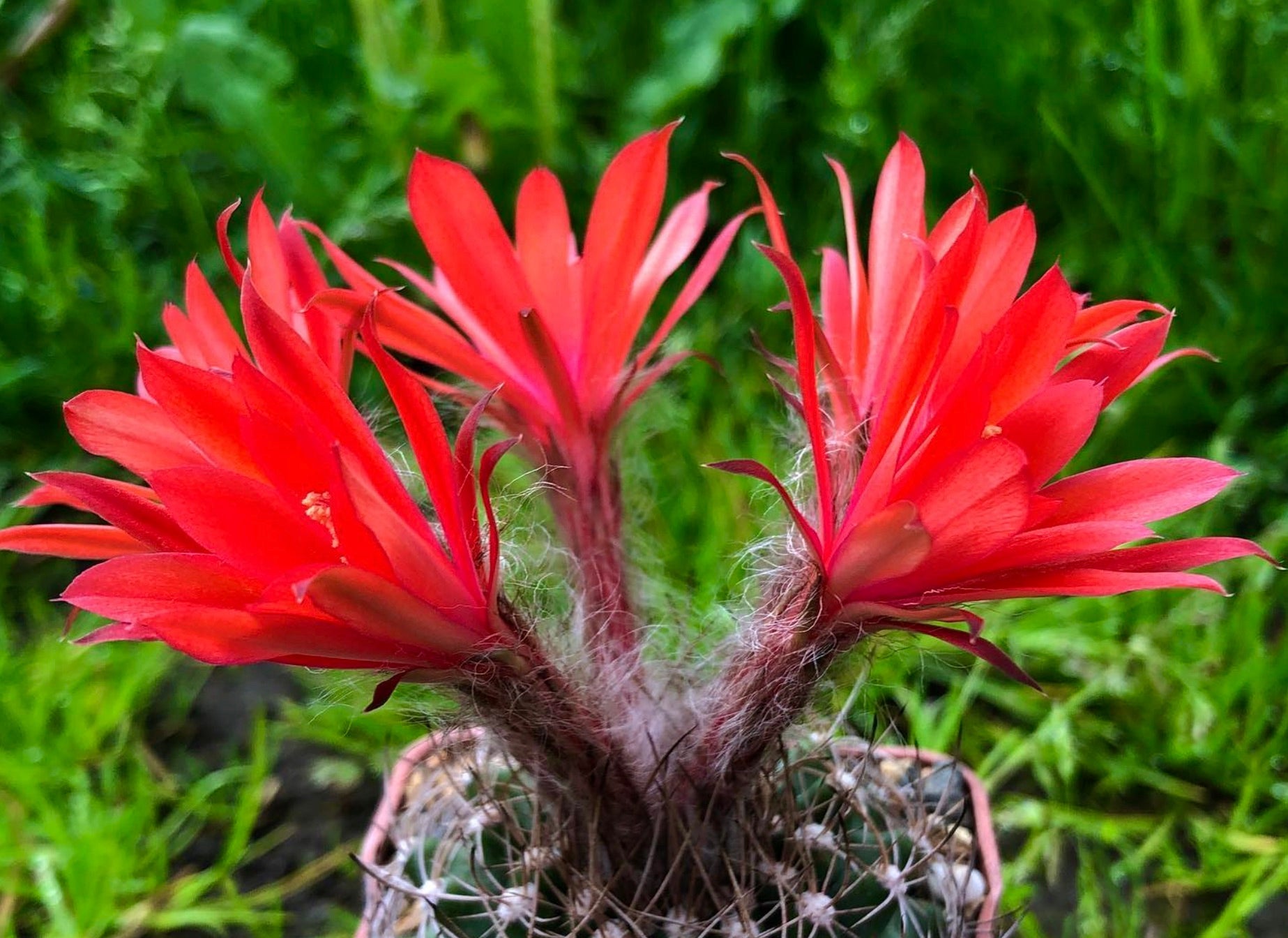 Cactus Submatucana calliantha con fiori rossi vivaci e steli pelosi in vaso