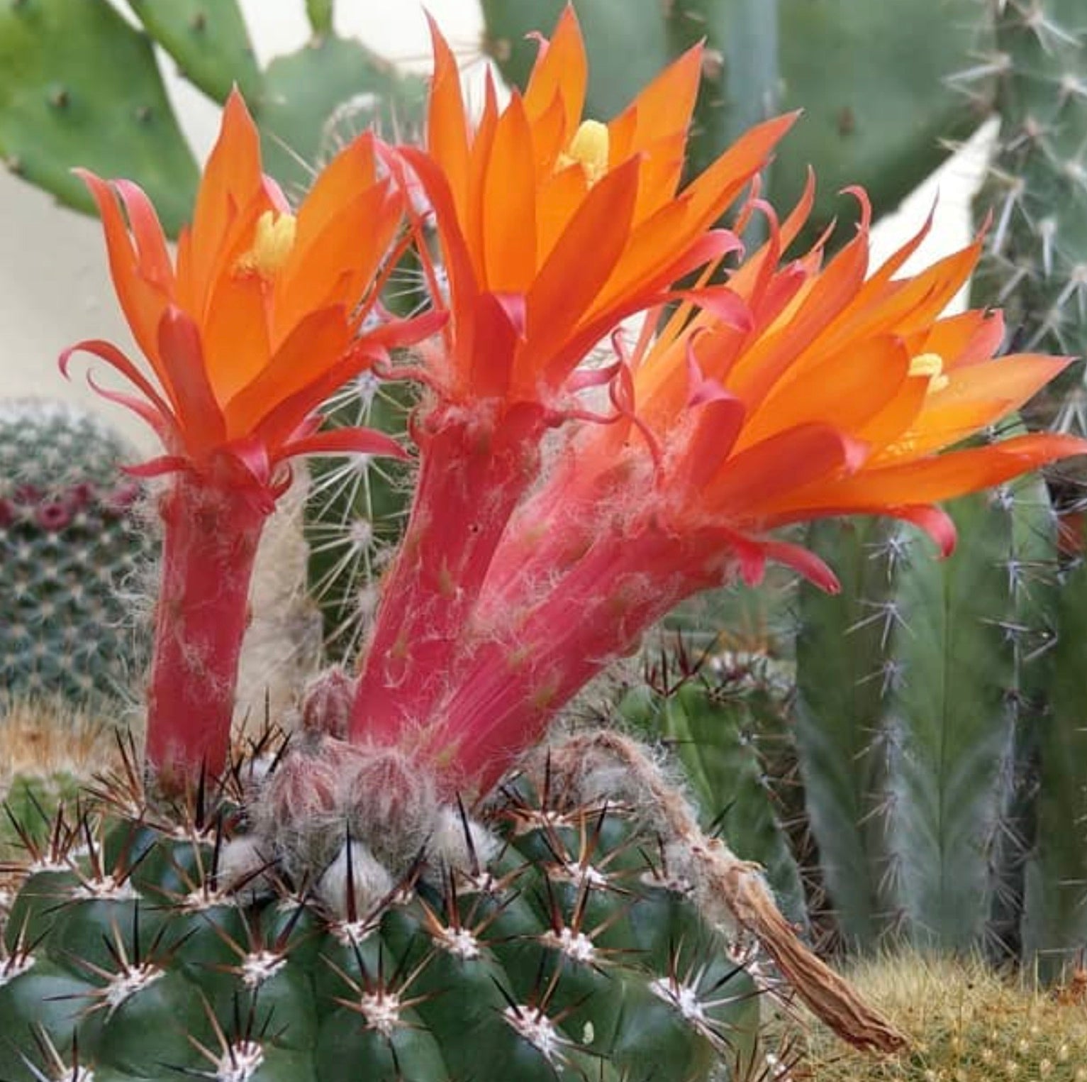 Cactus Submatucana intertexta con vibranti fiori tubolari arancioni e spine dense