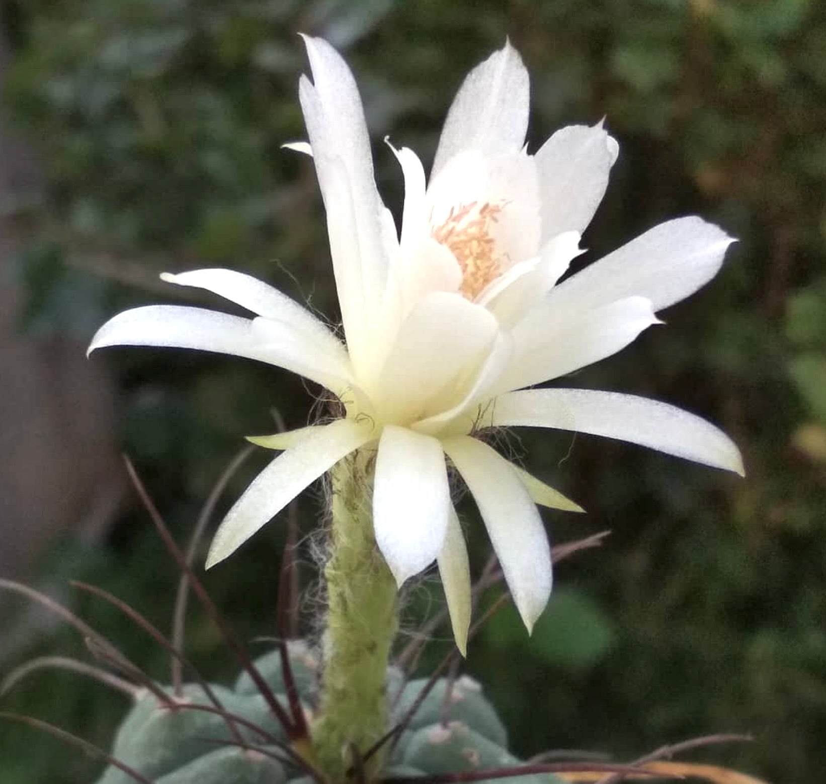 Submatucana madisoniorum var. albiflorum rare cactus with white flower and spiny stem