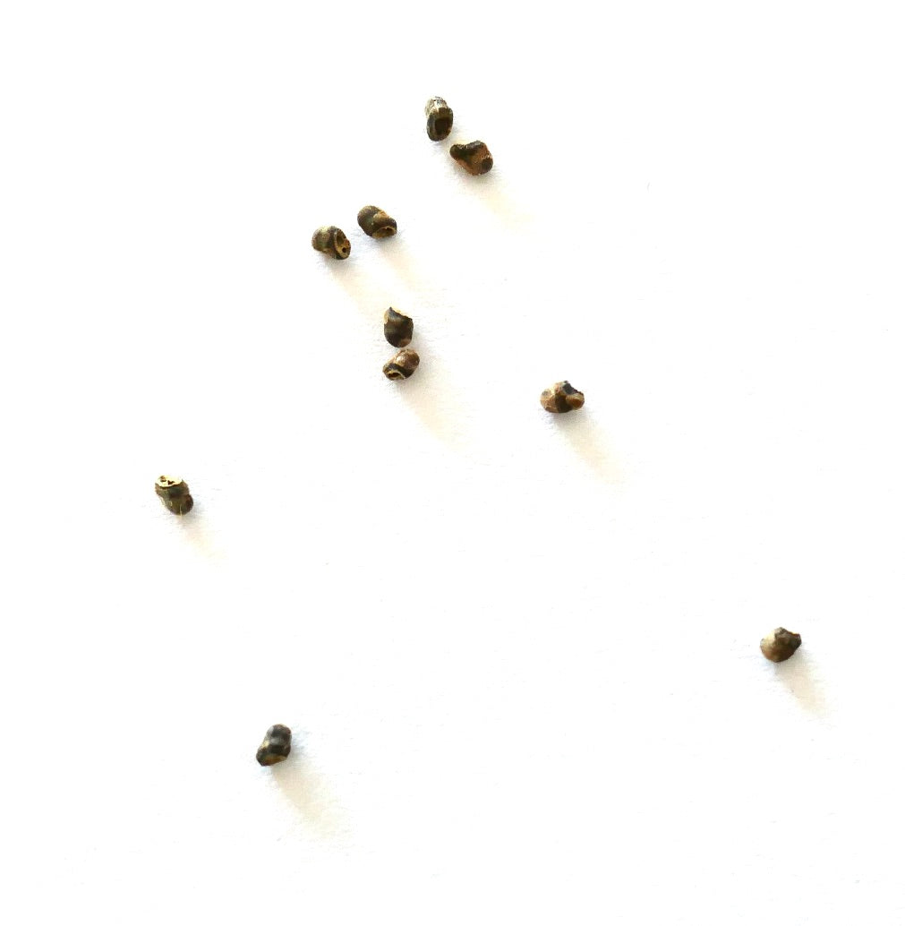 Submatucana tuberculosa small brown cactus seeds scattered on white background