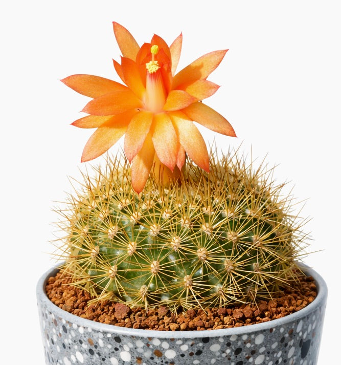 Submatucana weberbaueri cactus with bright orange flower and golden spines in speckled pot