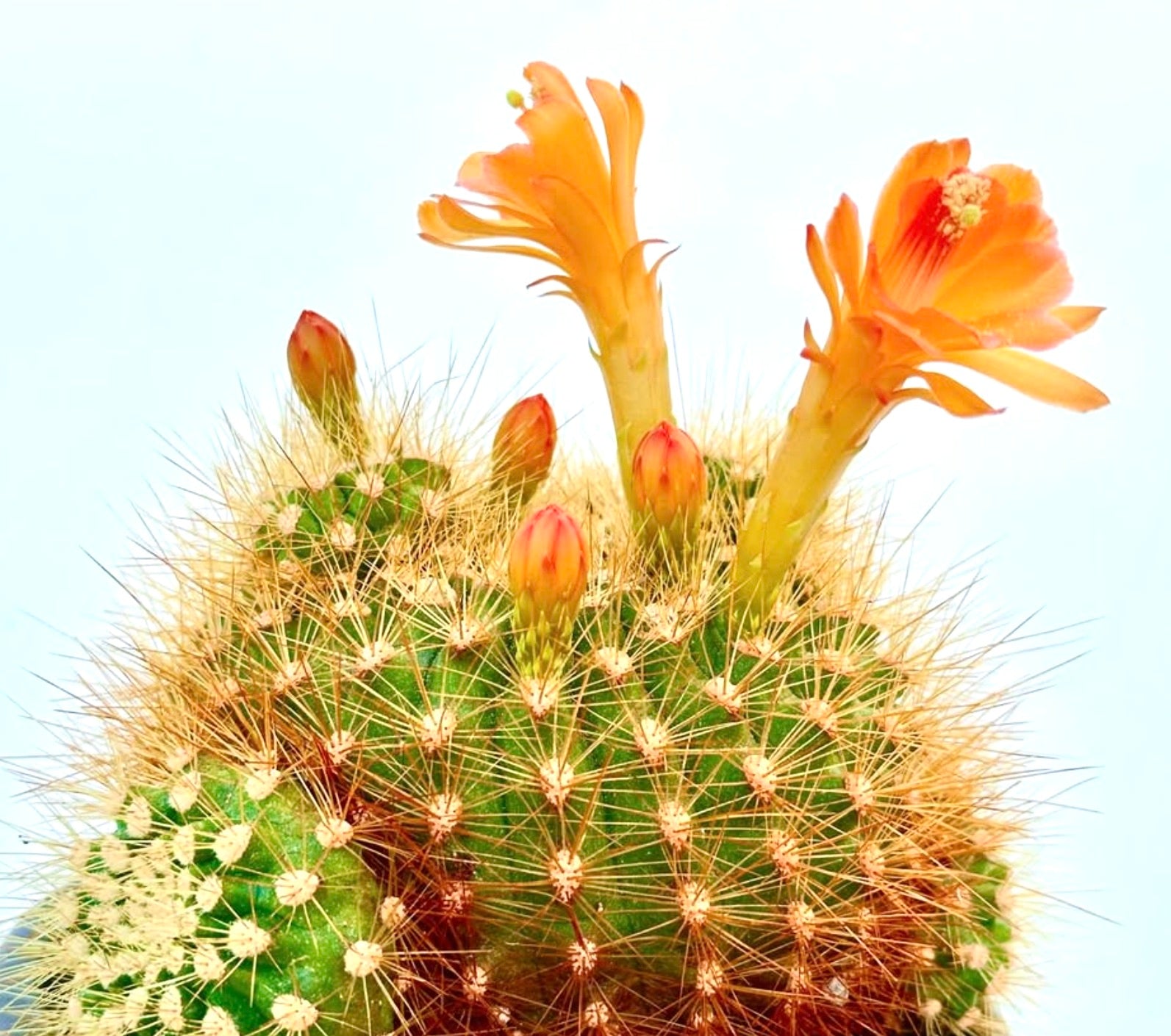 Submatucana weberbaueri var. flammea cactus with bright orange tubular flowers and dense golden spines