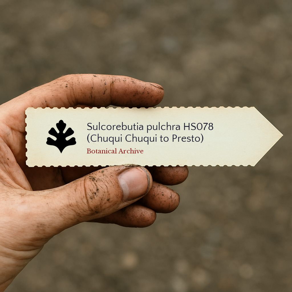 Printed plant label for Sulcorebutia pulchra HS078 held by dirty hand outdoors