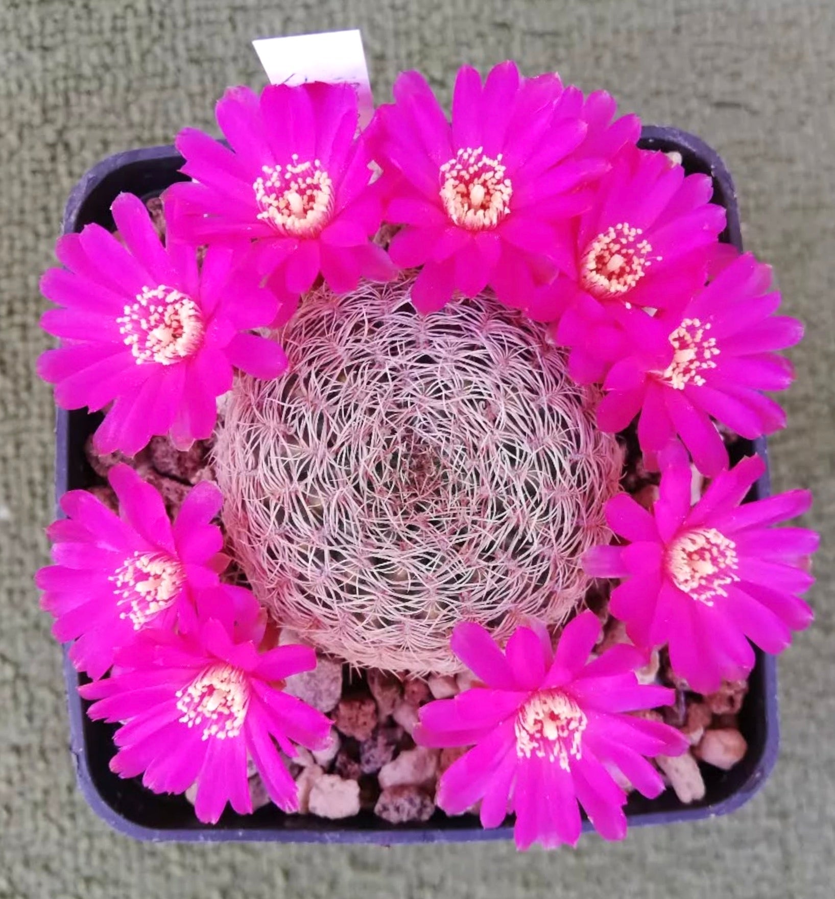 Sulcorebutia albida cactus with bright pink flowers in small black pot