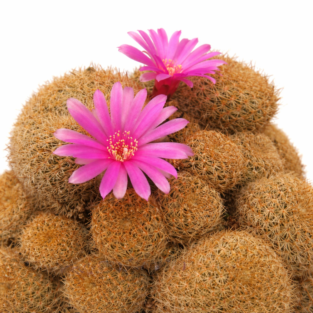 Sulcorebutia albisssima clustered cactus with bright pink flowers and dense spines