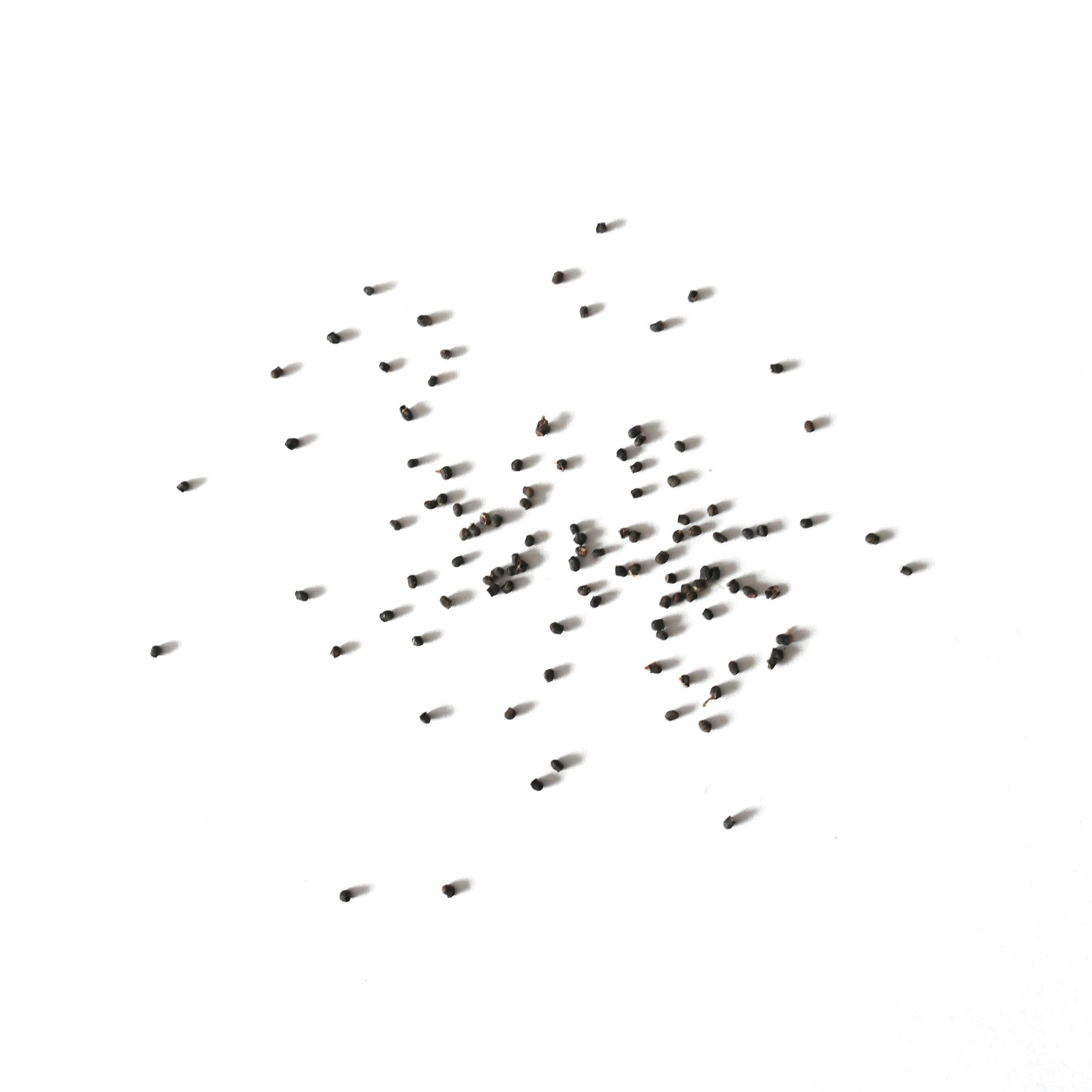 Sulcorebutia arenacea small black cactus seeds scattered on white background
