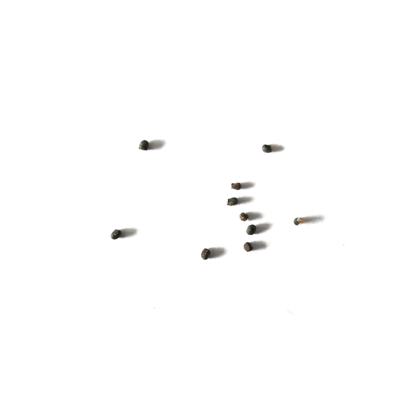 Sulcorebutia arenacea cactus seeds scattered on white background