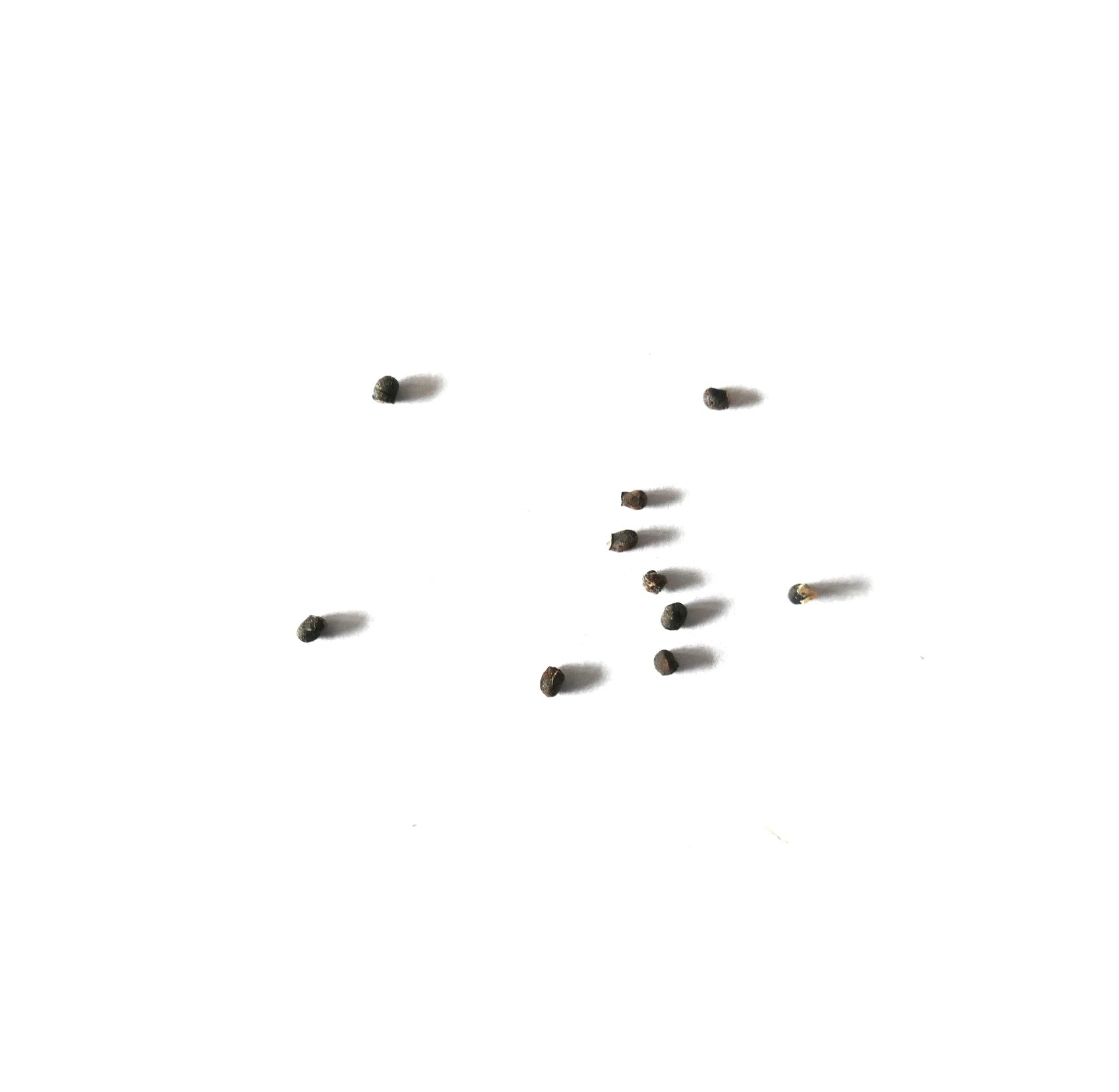 Sulcorebutia arenacea cactus seeds scattered on white background