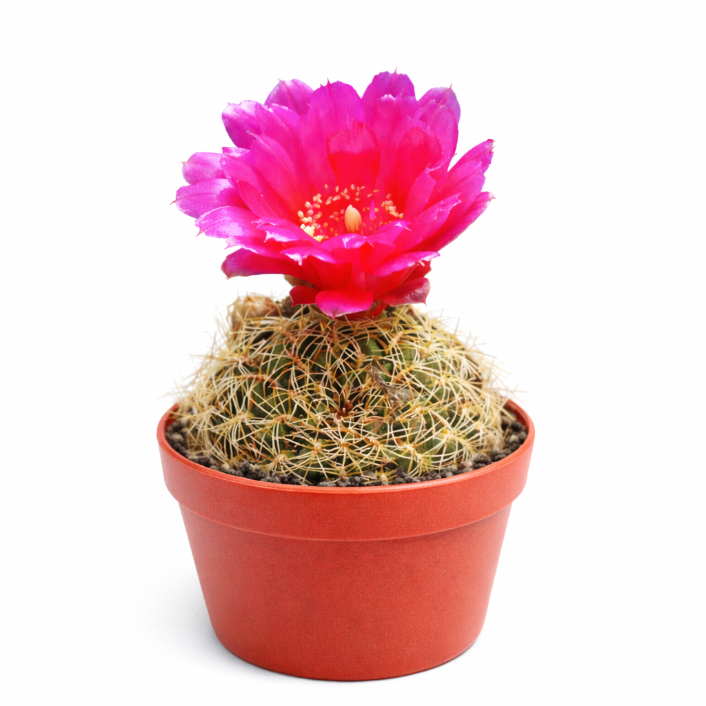 Sulcorebutia cochabambina small cactus with bright pink flower in terracotta pot