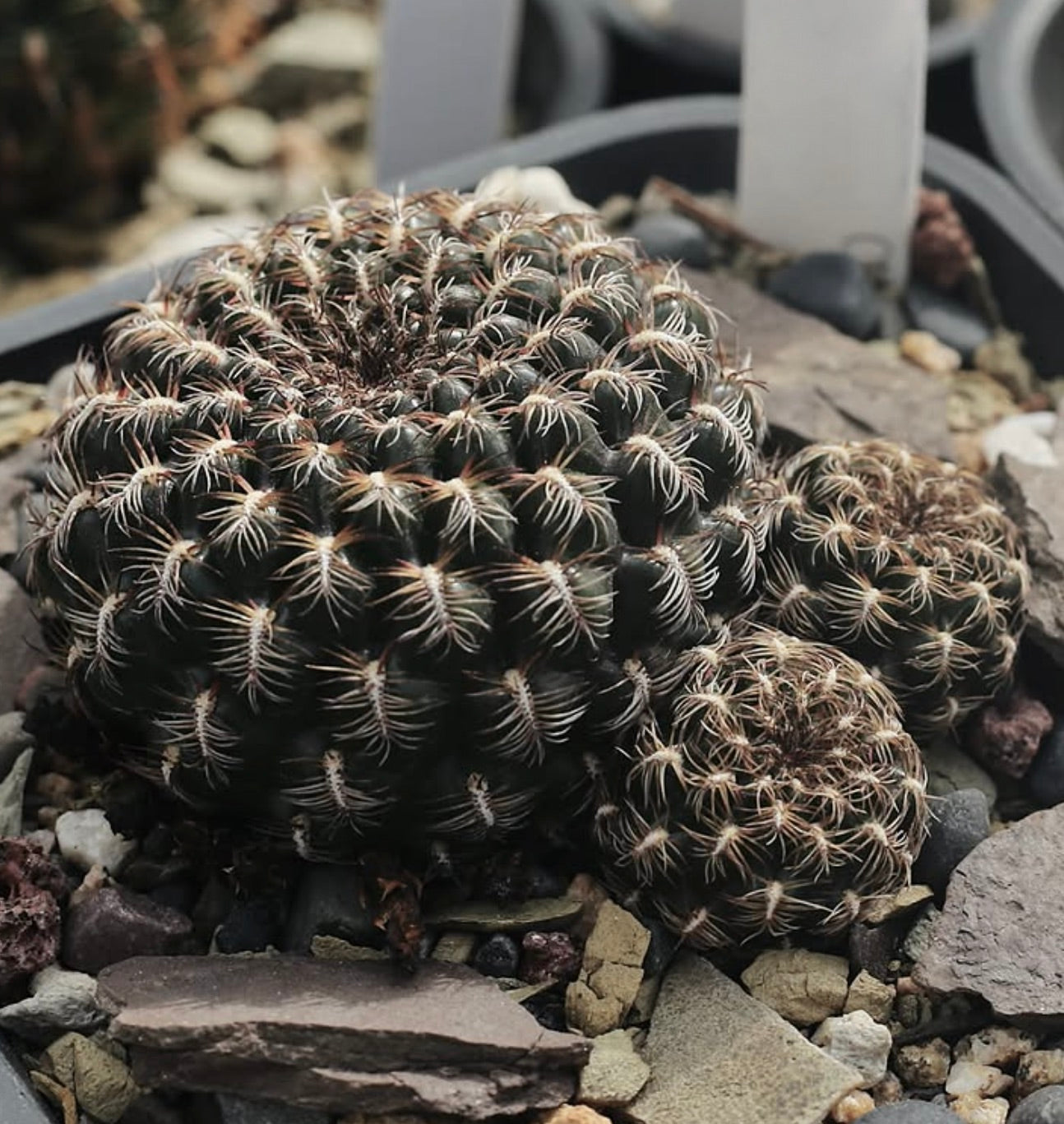 Sulcorebutia crispata dark green cactus with dense white spines on rocky soil