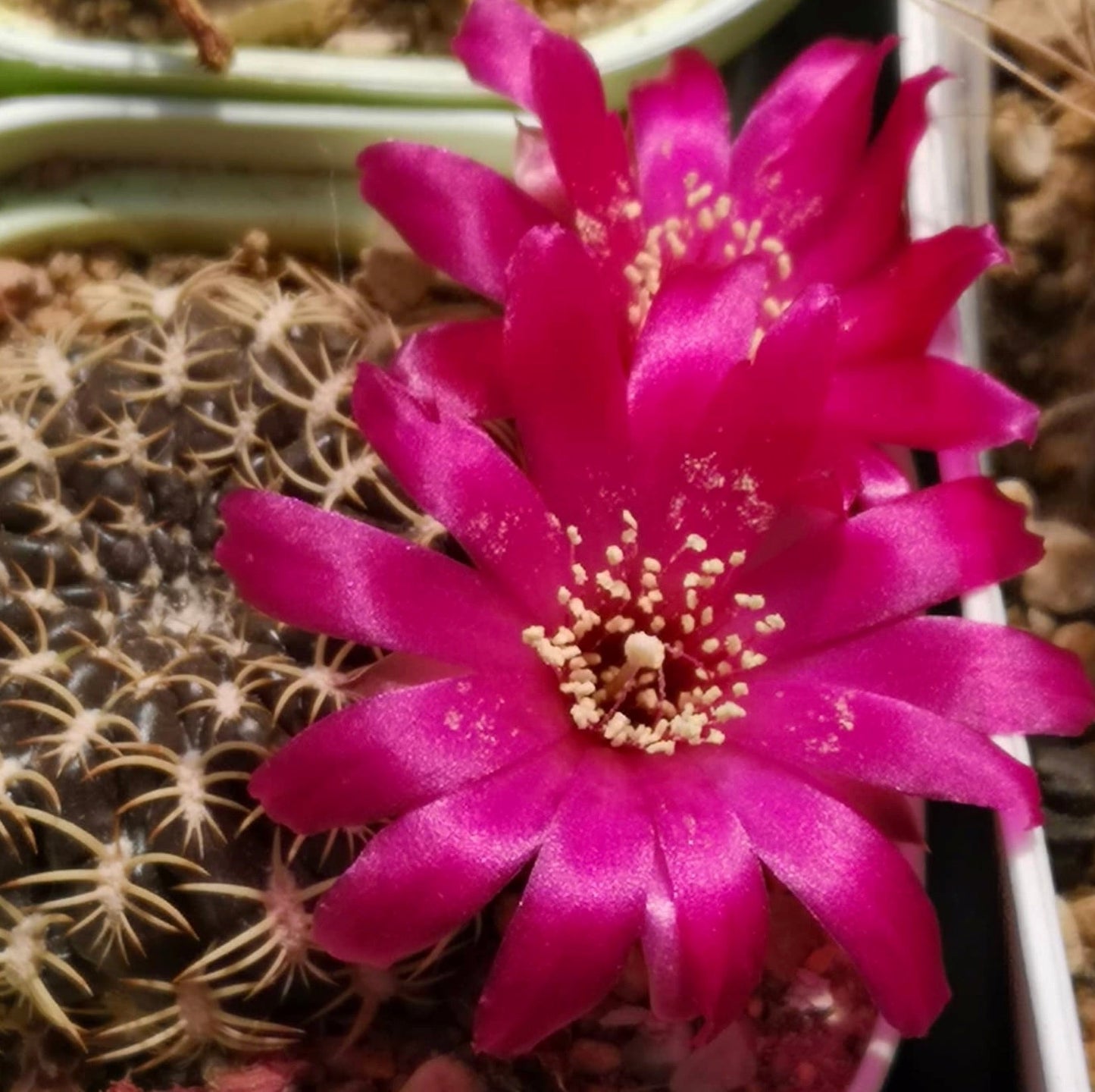 Sulcorebutia dorana cactus with bright magenta flowers and spiny green body