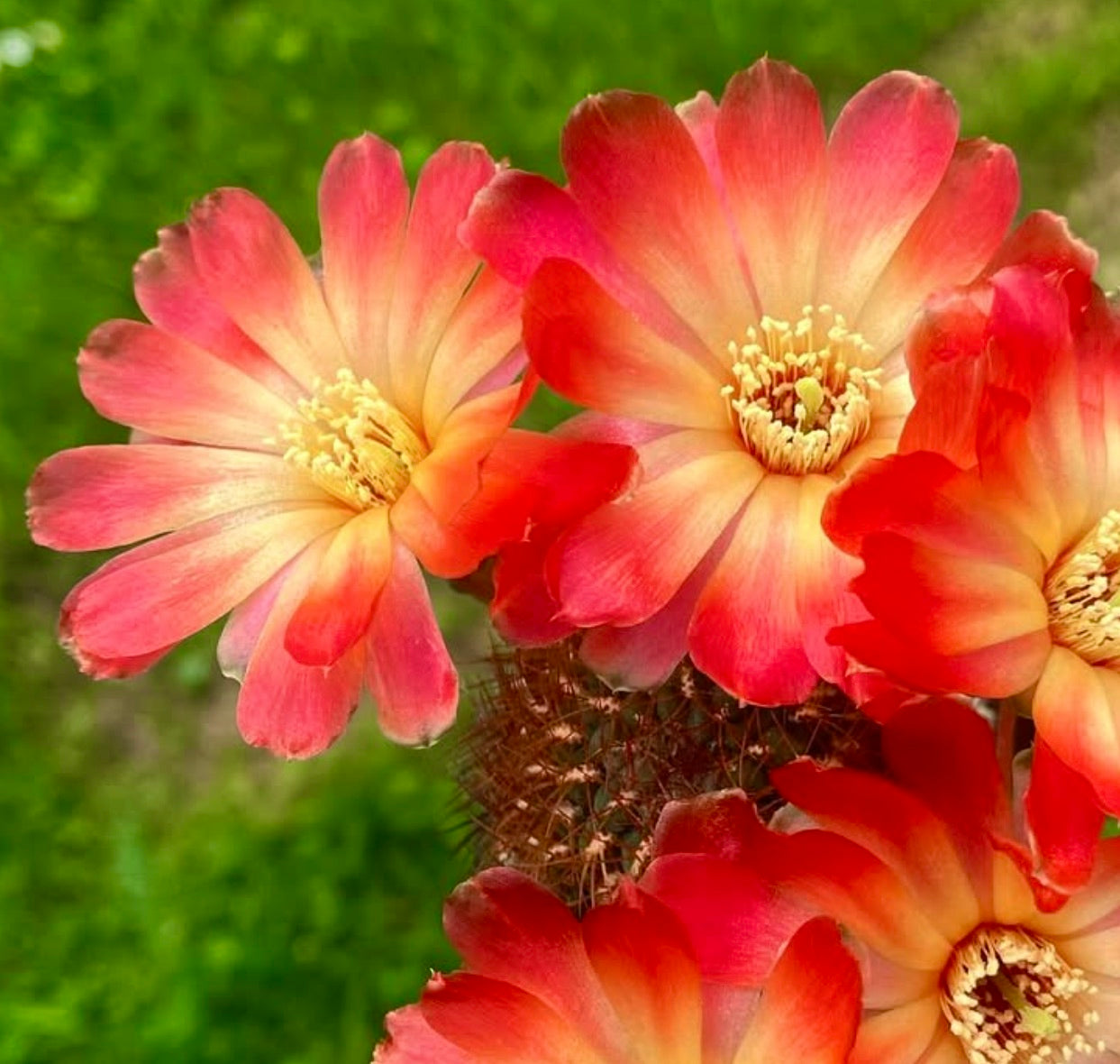 Sulcorebutia frankiana cactus with vibrant orange and pink gradient flowers in bloom