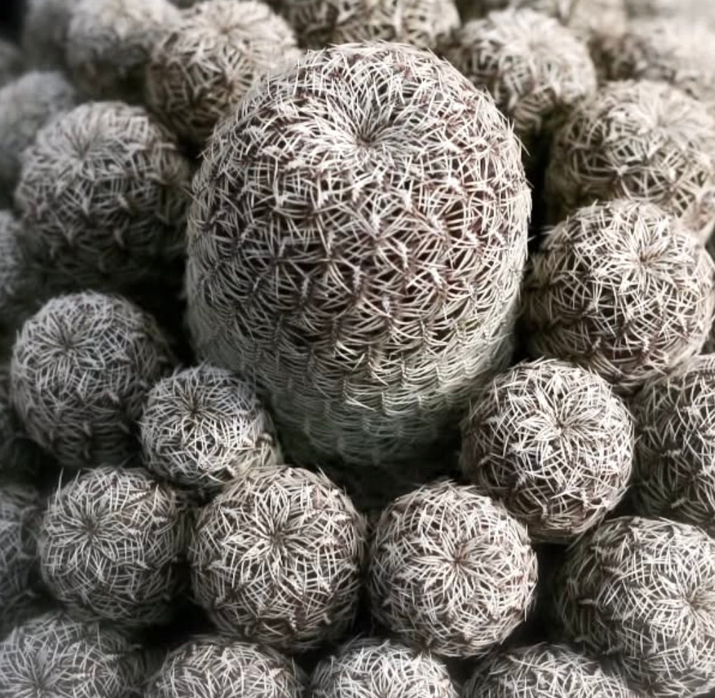 Sulcorebutia gemmae piccoli cactus rotondi con spine bianche dense e superficie strutturata