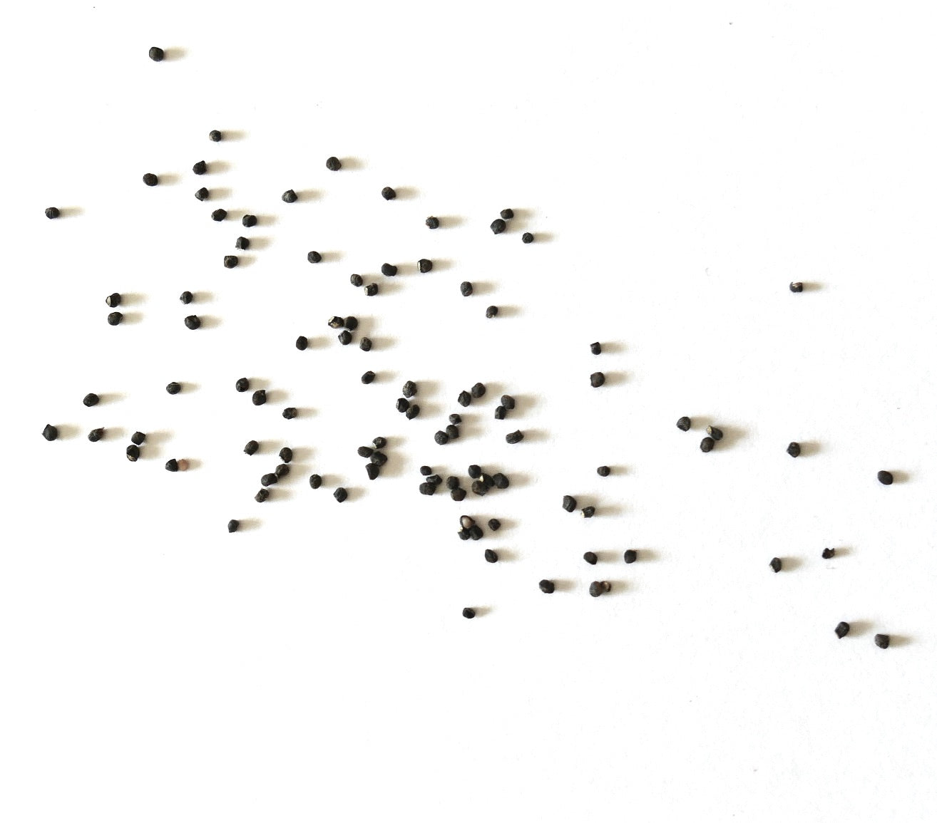 Sulcorebutia glomerispina small black cactus seeds scattered on white background